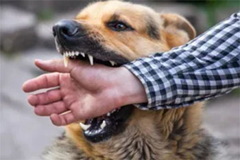 Hà Nội: 6 người dân bị 1 con chó mắc bệnh dại cắn