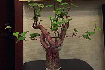 Khi bạn đam mê bonsai nhưng kinh tế và thời gian eo hẹp thì trồng khoai là lựa chọn không tồi
