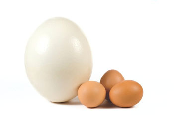 Trứng ngỗng và trứng gà, loại nào tốt hơn?